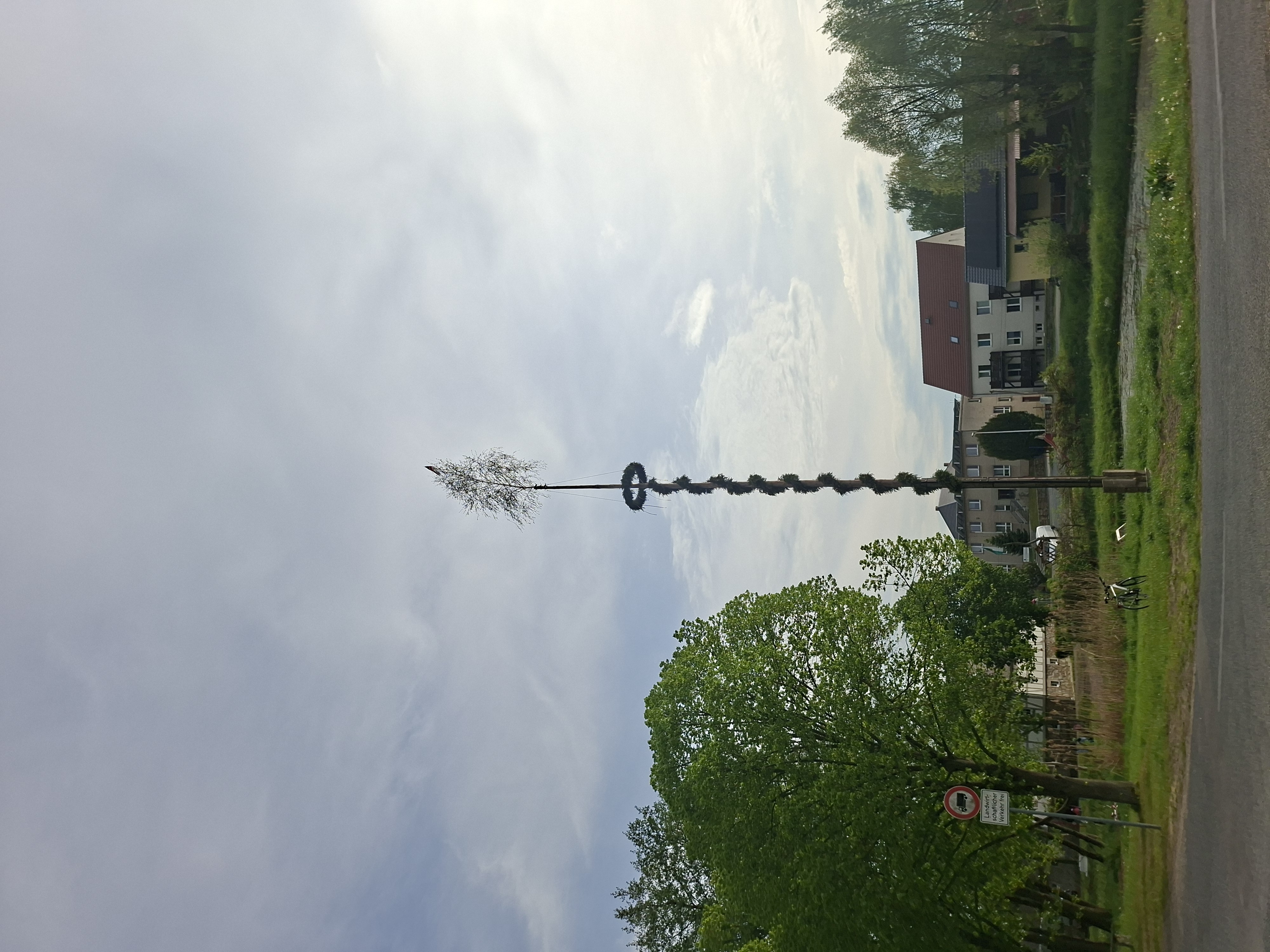 2026_Maibaum_Miltitz_2